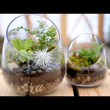 How to Make a Terrarium