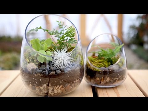 How to Make a Terrarium
