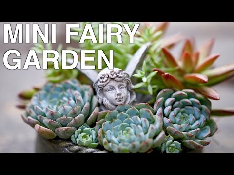 Mini Fairy Garden with Succulents