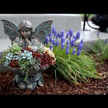 Succulent Inspiration