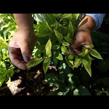 Treating Yellow Leaves with Iron-Tone!