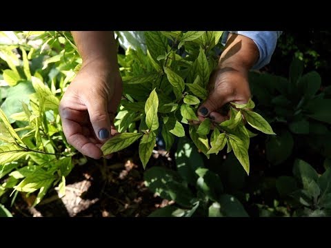 Treating Yellow Leaves with Iron-Tone!
