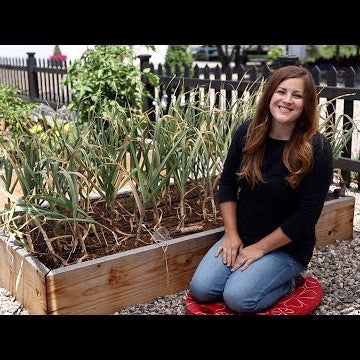 Harvesting Garlic