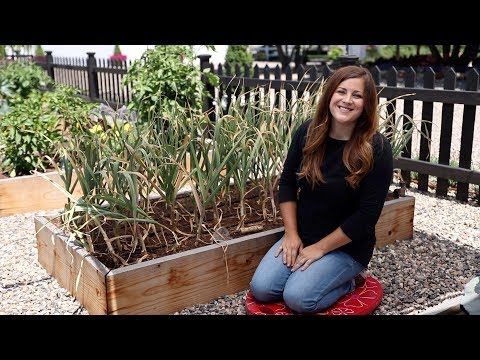 Harvesting Garlic