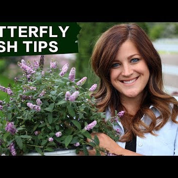 Butterfly Bush Care Tips