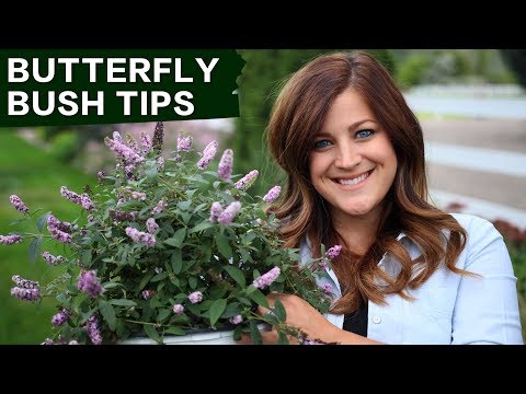 Butterfly Bush Care Tips