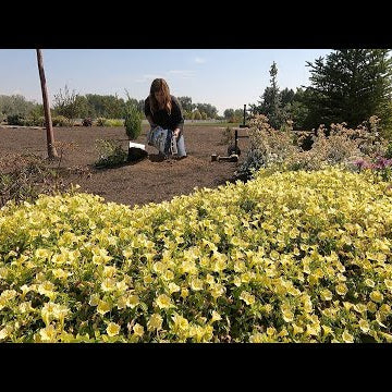 Planting Shrubs With Blue/Lavender Blooms & Repotting African Violet Babies!