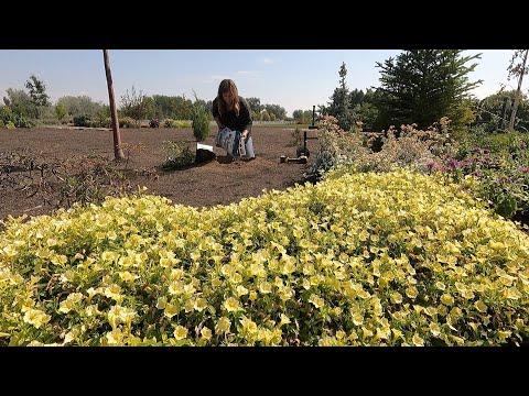 Planting Shrubs With Blue/Lavender Blooms & Repotting African Violet Babies!
