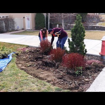 Transplanting Crowded Plants