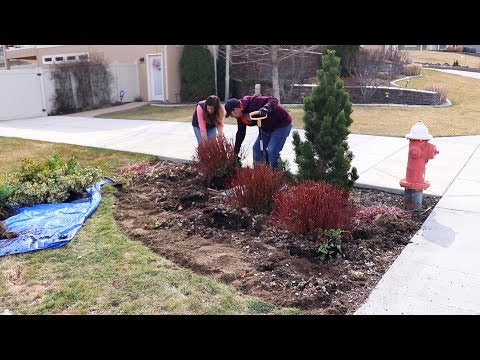 Transplanting Crowded Plants