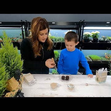 Planting Spruce & Peppermint Seeds + Cypress & Amaryllis Repotting + Flower Arrangement!