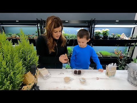 Planting Spruce & Peppermint Seeds + Cypress & Amaryllis Repotting + Flower Arrangement!