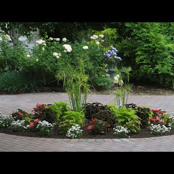 Planting Around the Brick Patio & New Plant Load!