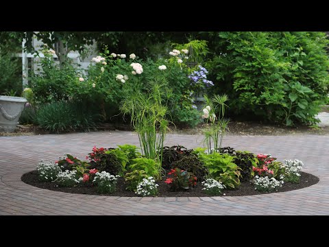 Planting Around the Brick Patio & New Plant Load!