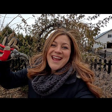 Pruning Climbing Roses!