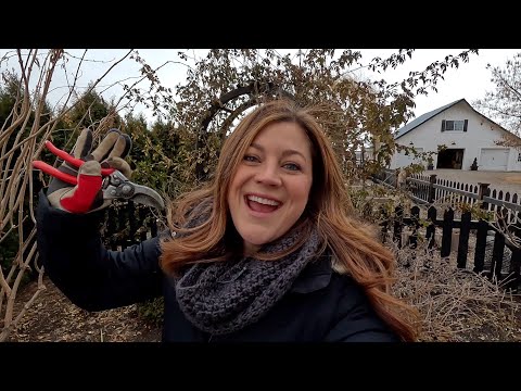 Pruning Climbing Roses!
