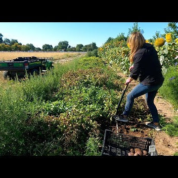 Harvesting Potatoes & More Onions + Making Fresh Garden Salsa!