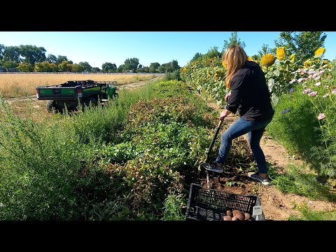 Harvesting Potatoes & More Onions + Making Fresh Garden Salsa!