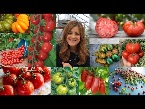Tomato Planting Basics + The 26 Varieties We’re Growing From Seed This Year!