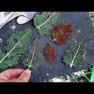 Battling Insects & Weeds!
