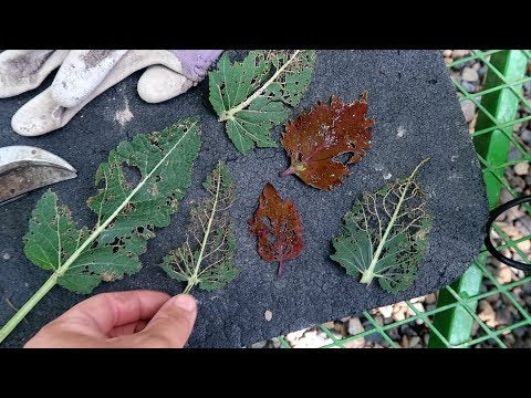Battling Insects & Weeds!
