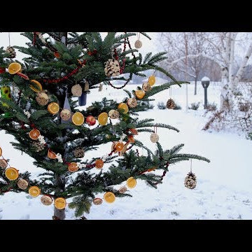 Repurposed Christmas Tree Bird Feeder