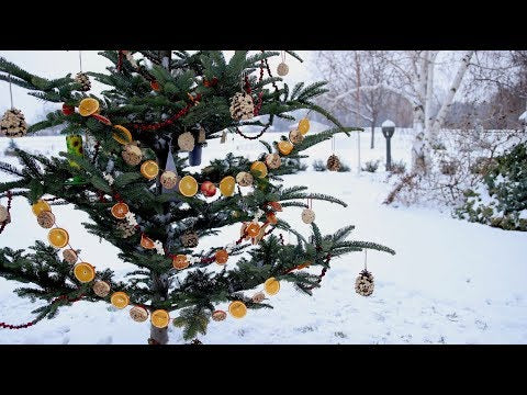 Repurposed Christmas Tree Bird Feeder