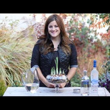 The Secret to Growing Short Paperwhites!