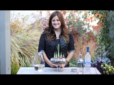 The Secret to Growing Short Paperwhites!