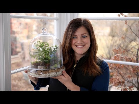 Putting Together a Terrarium with Ferns!