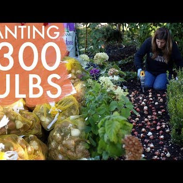 Planting 2,300 Bulbs!