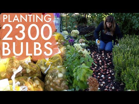 Planting 2,300 Bulbs!