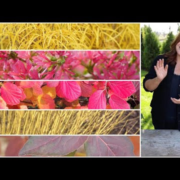 5 Shrubs that Deliver Huge FallColor!