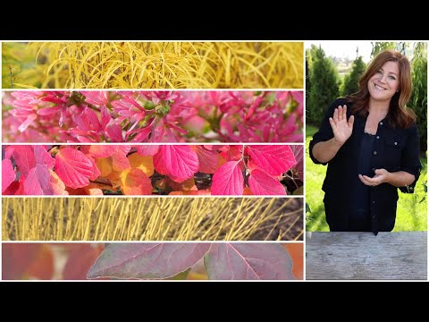 5 Shrubs that Deliver Huge FallColor!