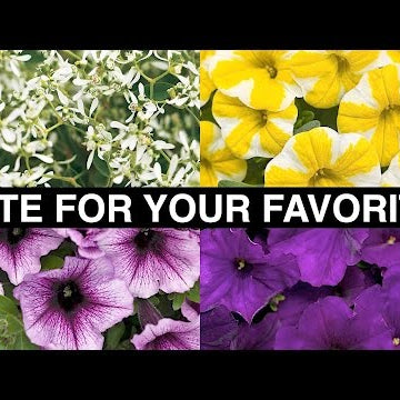 Vote for the Plant of the Year