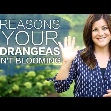 Why Isn't My Hydrangea Blooming?