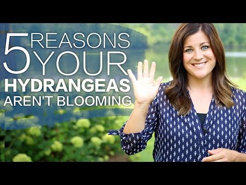 Why Isn't My Hydrangea Blooming?