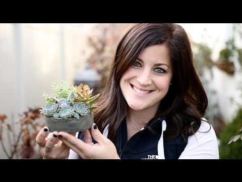 How to Make a Mini Fairy Garden (Full Version)