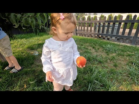 Picking Nectarines & Trimming Boxwoods!