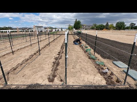 Planting 288 Dahlias & 75 Gladiolus!!!