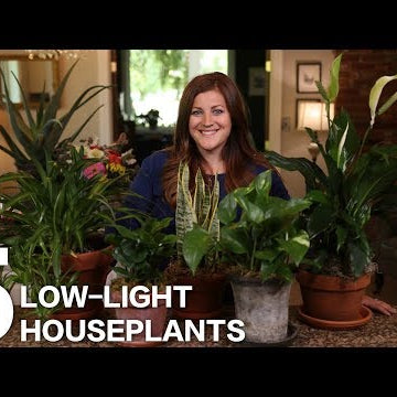 5 Low-Light Houseplants