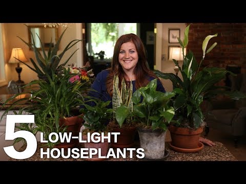 5 Low-Light Houseplants
