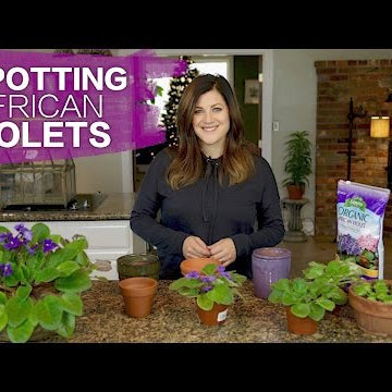Repotting African Violets