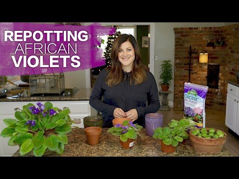 Repotting African Violets