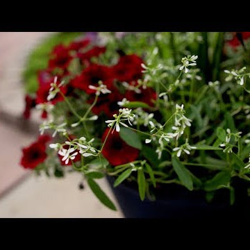 Testing Diamond Mountain Euphorbia in a Container