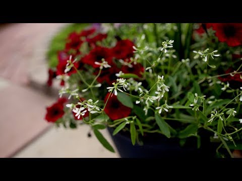 Testing Diamond Mountain Euphorbia in a Container