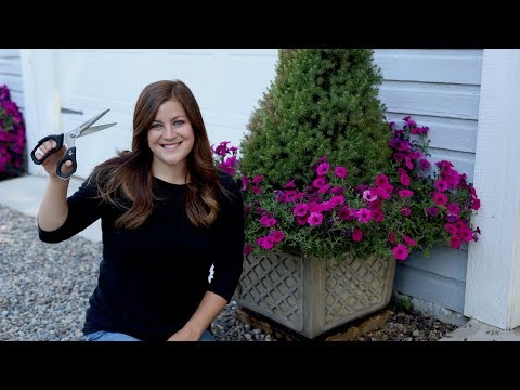 How to Trim Annuals Mid-Season