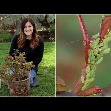 How to Control Aphids!