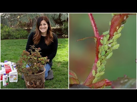 How to Control Aphids!