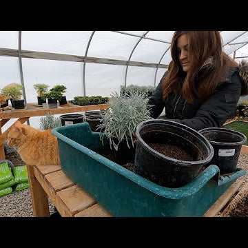 Repotting 65+ Plants in the Greenhouse!!!